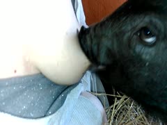 Big tits of a babe got sucked by a horny black animal xxx